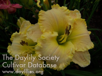 Daylily Yellow Pages